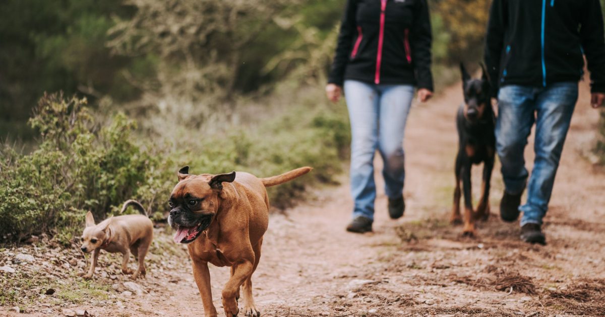 Camino de Santiago con perro: normativas, albergues y consejos